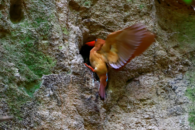울산 울주군 한 계곡에 희귀 여름철새인 호반새가 찾아와 부지런히 둥지에 먹이를 물어 나르고 있다. 윤기득 사진작가 제공