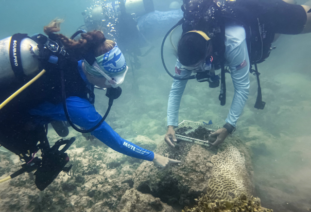 최근 미국 잠수부들이 플로리다주의 한 해변에서 산호를 조사하고 있다. 이 일대에서는 이상 기온으로 해수 온도가 급상승하면서 산호 백화 현상이 빚어지고 있다. AFP연합뉴스
