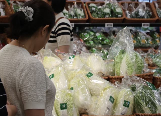 장마 뒤 이어진 폭염으로 농산물값이 치솟는 가운데 배추 도매가격도 일주일 만에 70% 넘게 오른 것으로 나타났다. 6일 서울 시내 대형마트에 채소 판매대 모습. 연합뉴스