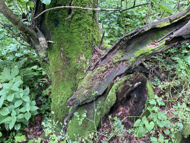 백두대간 조침령 인근에 있는 아름드리 나무.