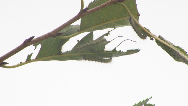 미국흰불나방 유충이 나뭇잎을 갉아먹고 있다. 김현우 기자