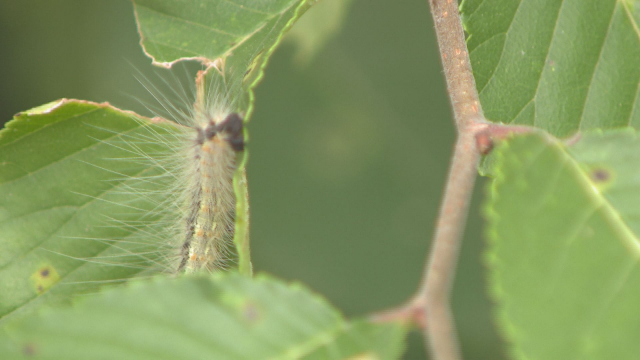 미국흰불나방은 활엽수 200여 종의 잎을 갉아 먹고 고사 시키는데, 감나무 등 과실나무의 피해도 우려되고 있다. 김현우 기자