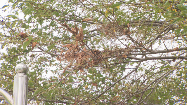 벚나무가 단풍이 든 듯 색이 변했고 잎도 많이 떨어졌다. 김현우 기자