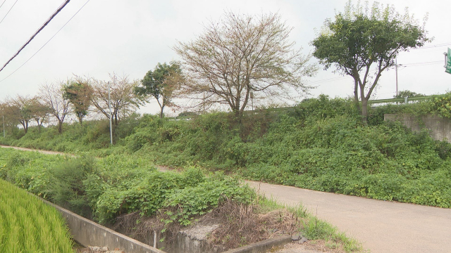 경남 사천시 국도3호선 벚나무 가로수 모습. 중간 중간 벚나무들이 고사하고 있다. 김현우 기자