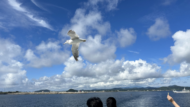 우도 도항선에서 새우깡을 펼치면 갈매기가 몰려든다.