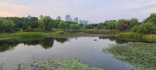 연못에 수련이 드리워진 습지원의 정자에 오르면 풍성한 녹음 위로 대전 시내의 높은 건물들이 고개를 내밀고 있다. 한밭수목원에는 대전이라는 도시가 가진 여유와 넉넉함이 가득하다.