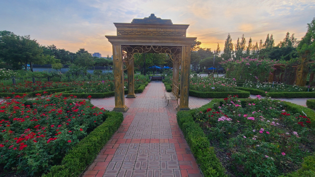 한밭수목원의 명소인 장미원. 선명한 장미꽃의 색감이 황홀하다. 중세 유럽의 정원에 있는 듯한 행복한 착각에 빠진다.