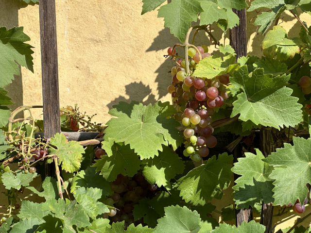 바이마르 괴테 하우스 뒤뜰에 자라고 있는 포도. 김은영 선임기자