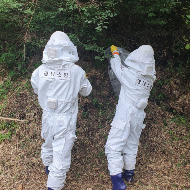 소방대원들이 벌 쏘임 사고로 인한 피해를 예방하기 위해 벌집을 제거하고 있다. 경남소방본부 제공