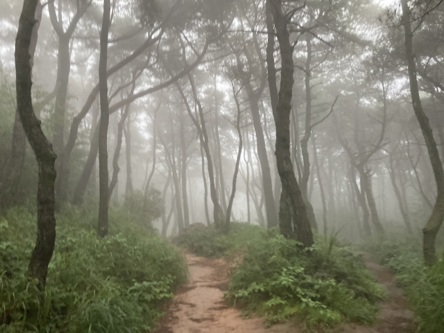 금정산 동문 가는 길 비안개에 싸인 소나무숲.