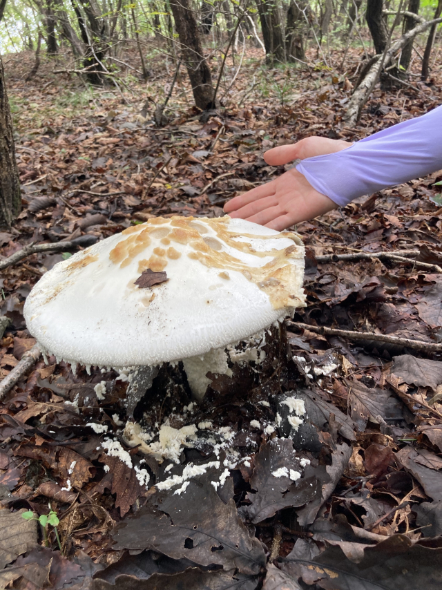 크기가 어마어마한 버섯. 이맘때만 만날 수 있는 자연이다.