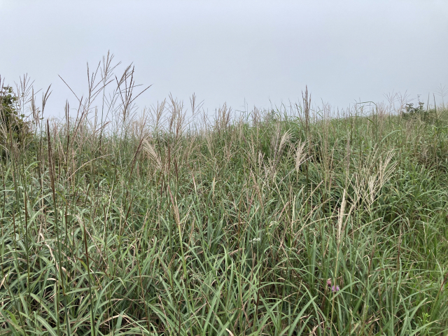 금정산 장군평전에 피어나기 시작한 억새.