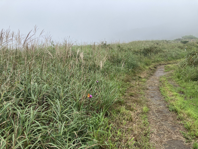 장군평전 야생화.