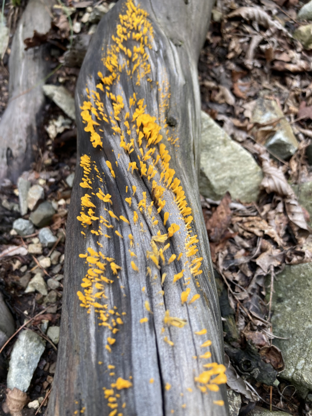 죽은 나무 등걸에 핀 버섯.