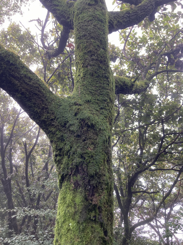 이끼옷을 두툼하게 장만한 나무.