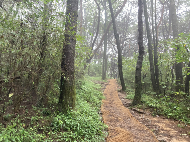 계석마을에서 시작하는 금백종주 초입.
