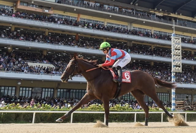 경마팬들에게 사랑받으며 명예롭게 은퇴했던 경주마들을 앞으로 농협안성팜랜드에서 볼 수 있게 된다. 사진은 렛츠런파크 서울에서 경기를 진행하고 있는 경주마. 한국마사회 제공