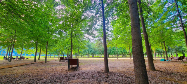 대왕참나무가 숲을 이룬 ‘황산힐링숲’에서 사람들이 숲멍을 즐기고 있다.
