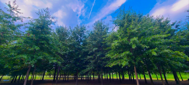 대왕참나무숲이 있는 황산힐링숲은 과거 대왕참나무 묘목을 기르던 양묘장이었다. 지금은 어린 대왕참나무들이 자라 청량한 숲을 이뤘다. 그늘이 부족한 황산공원에 그늘을 만들어 주는 고마운 숲이다.