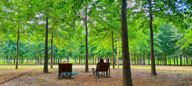 선베드에 앉아 숲멍 중인 사람들. 멍하니 숲을 바라보거나 하늘을 보며 일체의 상념을 떨친다.