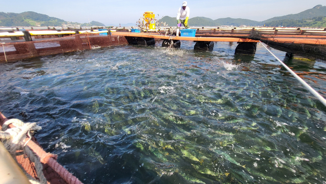 후쿠시마 원전 오염수 해양 방류가 본격화되자 부산·경남 양식업계의 시름이 깊다. 경남권 최대 양식 활어 산지인 통영시 산양읍해상 가두리양식장. 김민진 기자