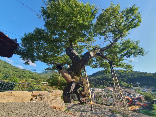 남해읍 오동마을 느티나무 모습. 우레탄을 제거하자 사람 한 명이 들어갈 수 있는 공간이 생겨 이색적인 풍경을 자아낸다. 남해군 제공