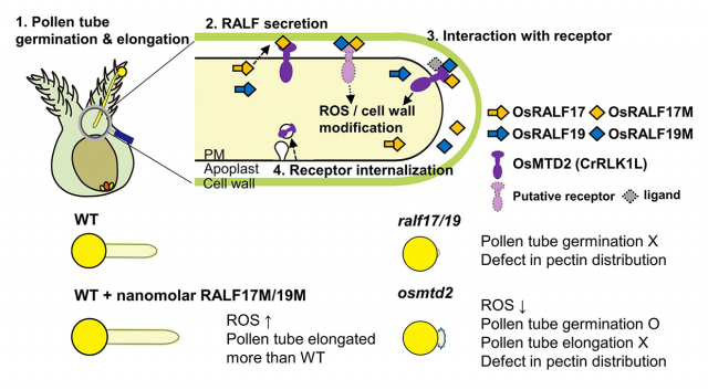 벼의 꽃가루관 생장에 관여하는 OsRALF17/19와 수용체 OsMTD2 도식화 모델. OsRALF17과 OsRALF19, 이들의 수용체 OsMTD2는 꽃가루관 생장의 균형을 조절한다. RALF 리간드에 의해 활성화된 OsMTD2는 내부로 내재화(Internalization)돼 세포막 풀(Pool)에서 사라짐으로써 과도한 활성산소 생성을 방지한다. 나노몰 농도의 펩타이드가 처리된 꽃가루는 무처리구에 비해 튜브의 길이가 유의미하게 길어졌는데, 아마도 이는 RALF 펩타이드가 단순히 신장을 억제하는 것이 아니라, 적절한 신장을 위한 세포 내 메커니즘을 섬세하게 조절하고 있기 때문이다.