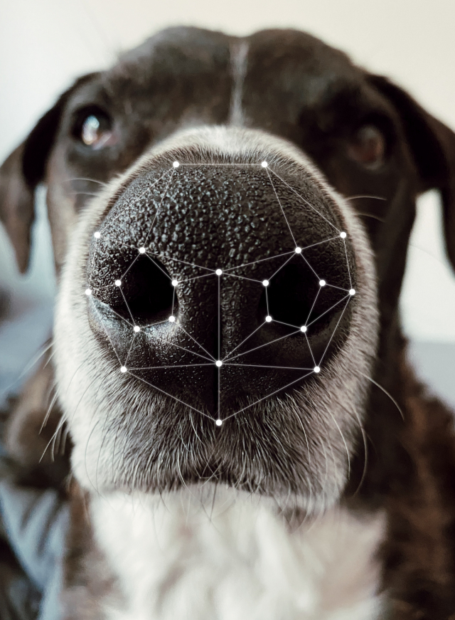 경남 창원시가 전국 지자체 최초로 반려견 비문(코무늬)을 등록할 '창원퍼피' 앱 서비스를 시작한다. 사진은 창원퍼피 앱 모습. 창원시 제공