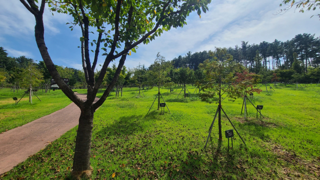밀양아리랑대공원의 숨은 명소인 ‘쓰리랑 숲’. 밀양의 출향인들이 기증한 나무로 조성한 숲으로, 나무 앞 팻말에는 기증한 사람의 이름이나 간단한 소개가 적혀 있다.