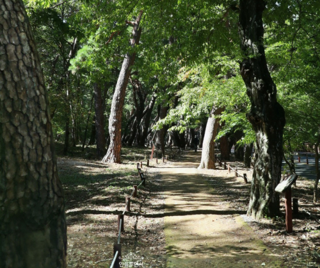 밀양 시전마을 산책로. 우리아이마음숲놀이터 입구에서 도로를 건너면 진입로가 보인다. 상사화 꽃길, 표충사 다비장, 부부나무와 함께 주변의 빼어난 경치를 보며 걸으면 지루할 틈이 없다.