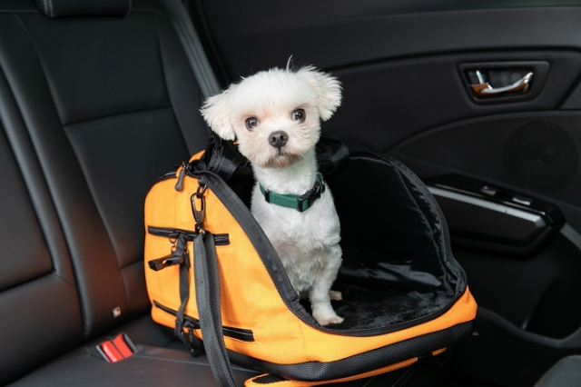 이동장치인 캔넬을 이용해 이동중인 반려견. 농촌진흥청 제공