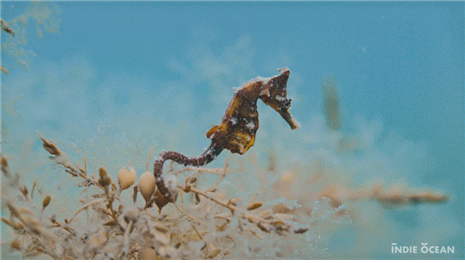 10월 이달의 해양생물로 선정된 해마. 해수부 제공