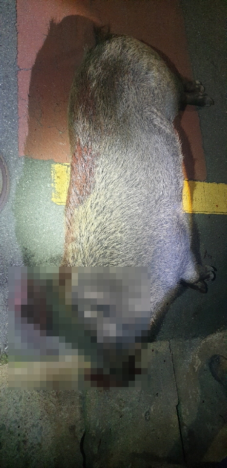 지난 29일 오후 11시께 부산 동구의 한 버스정류장에서 야생 멧돼지가 출몰했다. 사살된 멧돼지 모습. 부산경찰청 제공