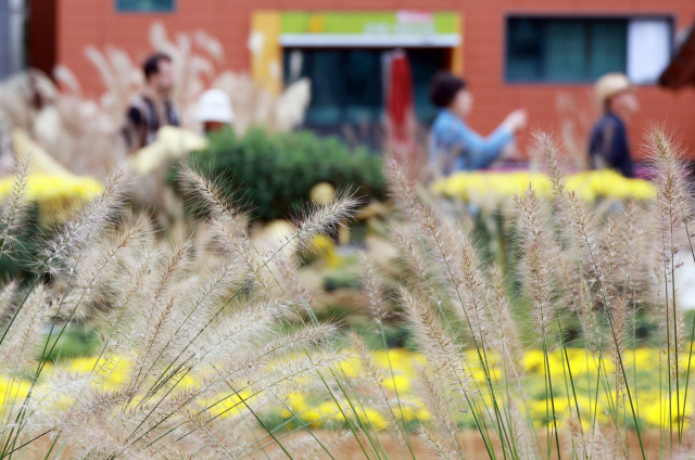 완연한 가을 날씨를 보인 3일 서울 종로구 조계사에서 시민들이 수크령 길을 따라 걷고 있다. 연합뉴스