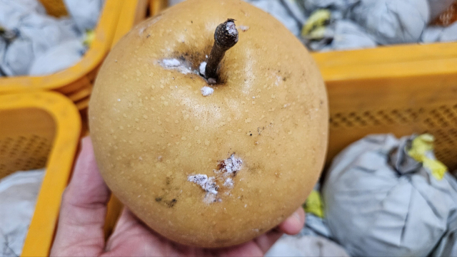 수확한 배에 묻어있는 깍지벌레 모습.