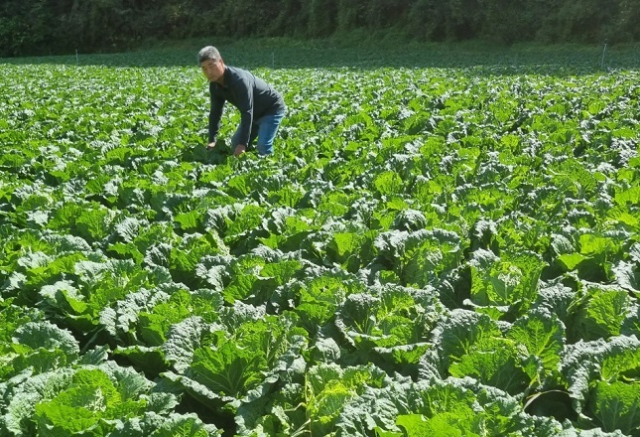사진은 강원도 영월의 배추밭 전경. 연합뉴스