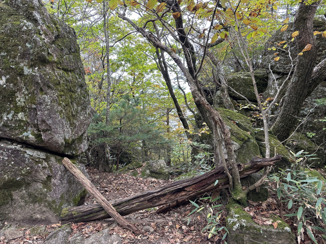 벽소령대피소로 가다 길을 잃을 뻔했다. 통나무 넘어 길이 이어진 줄 알았는데 아니었다.