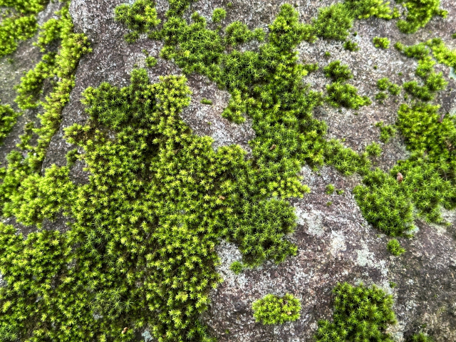 바위에 피어난 이끼가 예술 작품처럼 아름답다.