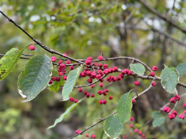 산행 길에 만나는 열매들. 맛을 보고 싶지만 산짐승들에게 양보해야 한다.