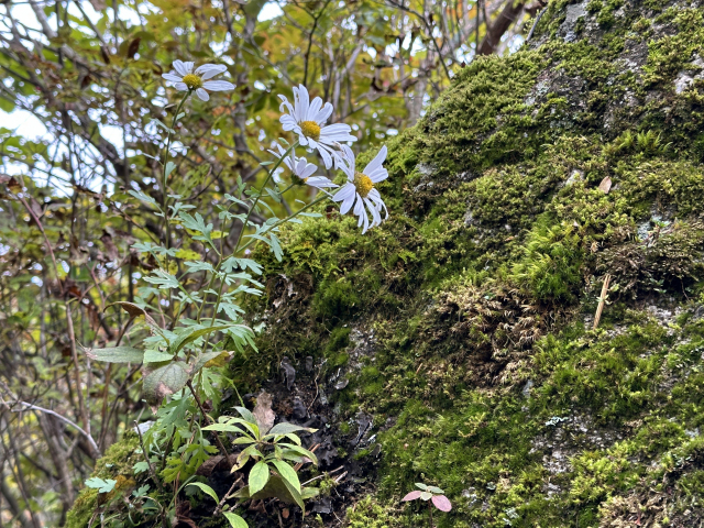 지리산 종주 도중 만난 야생화.
