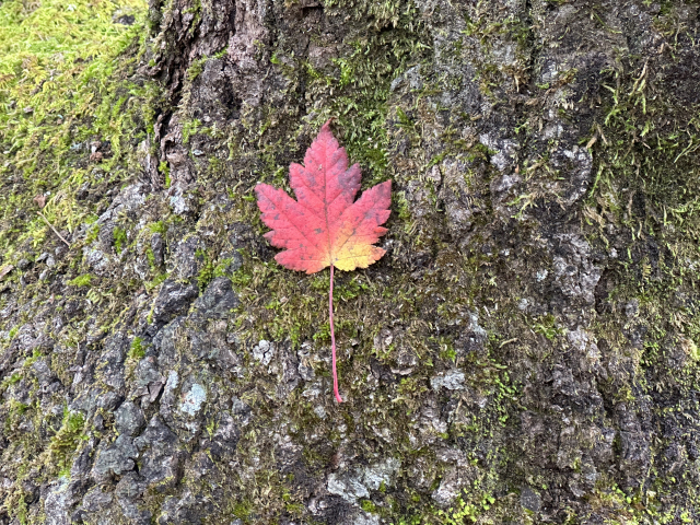 단풍잎 하나가 무늬처럼 나무에 붙었다. 지리산 단풍은 이달 말이 절정이다.