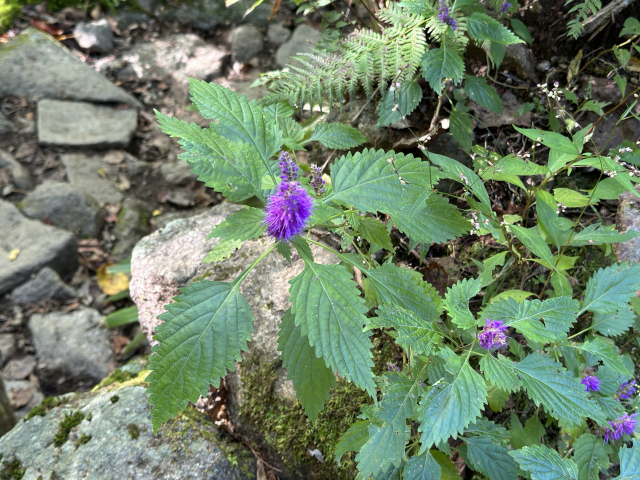 지리산 종주 도중 만난 야생화.