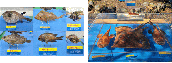 독도 해양생물 박제표본. 수과원 제공