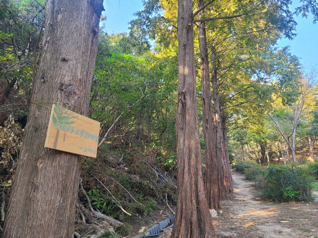 큰마을저수지 둘레길 치유지구에 있는 편백나무 숲.