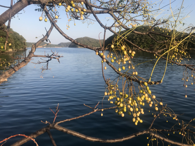 대마도에서 만난 멀구슬나무. 히말라야 인도가 원산지인 멀구슬나무는 전라남도 해안 지대와 제주도에서 유독 많이 발견되는데 대마도에서도 흔히 볼 수 있다.