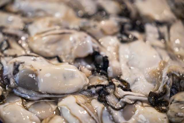 찬바람과 함께 돌아온 ‘바다의 우유’ 굴. 수협 제공