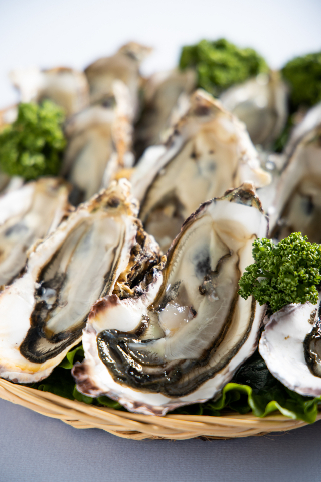 찬바람과 함께 돌아온 ‘바다의 우유’ 굴. 수협 제공