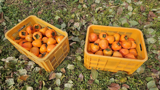 올해 대봉감 가격은 평년 대비 40~50% 정도 밖에 상승하지 않아 떨어진 수확량 손실분을 메우기가 쉽지 않은 상황이다. 김현우 기자