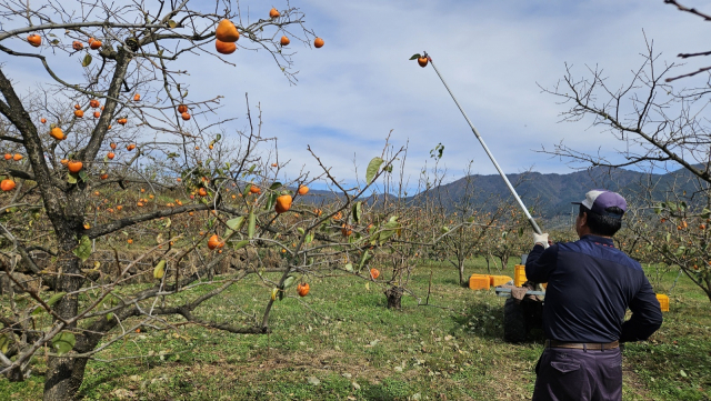 경남 하동군 악양면의 한 농민이 듬성듬성 달려 있는 대봉감을 수확하고 있다. 김현우 기자
