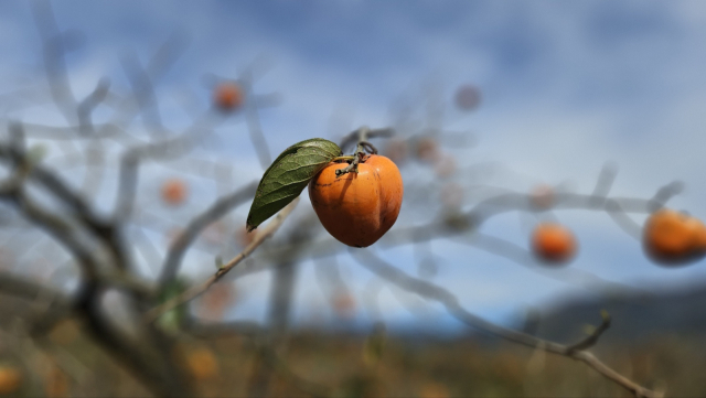 올해 대봉감 수확량은 평년 대비 3분의 1에도 미치지 못하고 있다. 김현우 기자